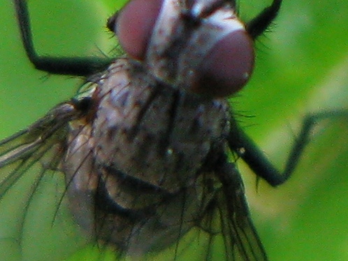 Meigenia sp. (Tachinidae)